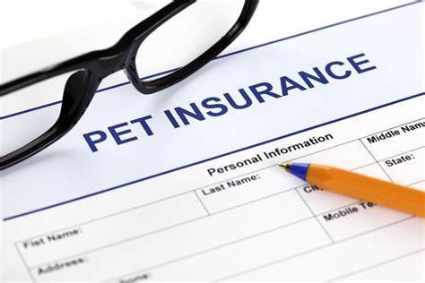 Pet Insurance in the United State, Why You Should Consider It
