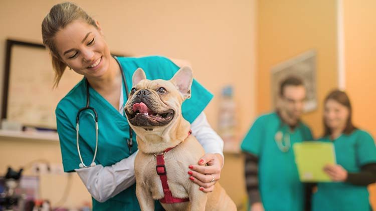 Understanding Pet Insurance for Hip Dysplasia Surgery in New Jersey